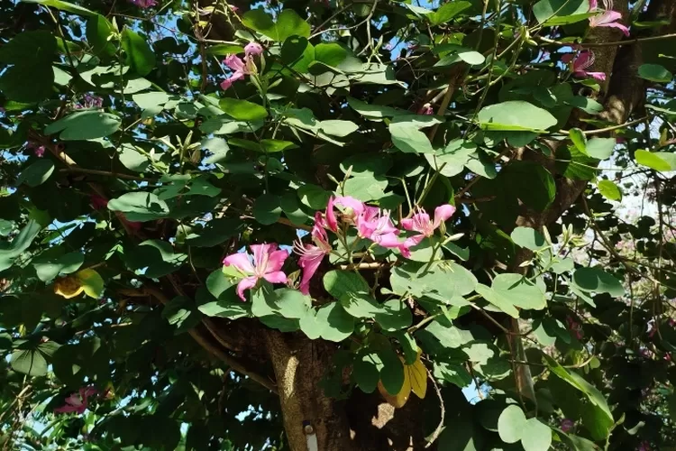 fakta-unik-bauhinia-purpurea,-daun-belah-dua-dan-asal-usul-julukan-‘kaki-kambing’-yang-sarat-makna