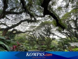 Harga Foto Prewedding, Drone, hingga Syuting Video Clip di De Djawatan Banyuwangi