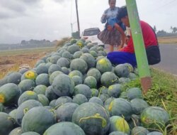 Musim Panen Harga Semangka Anjlok