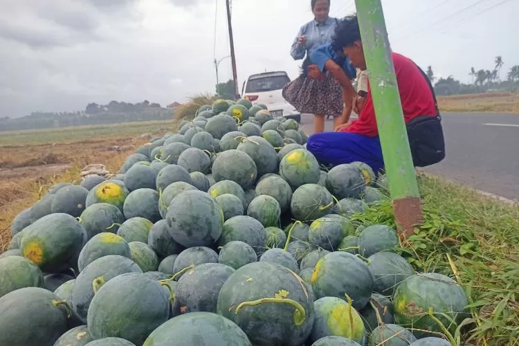 musim-panen-harga-semangka-anjlok