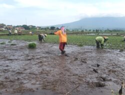 Petani Bajulmati Kembali Tanam Padi, Harapkan Harga Gabah Lebih Menguntungkan