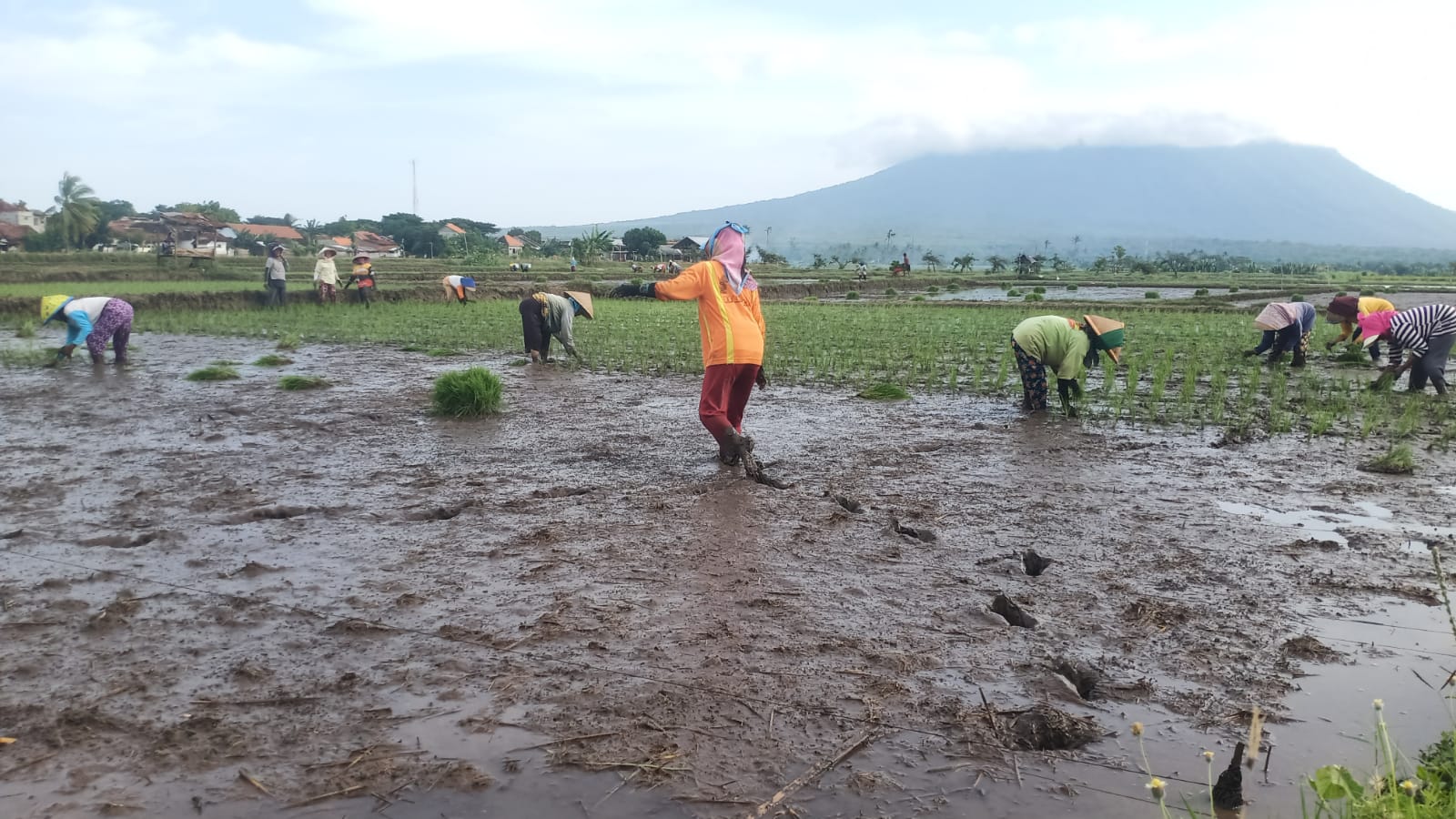 petani-bajulmati-kembali-tanam-padi,-harapkan-harga-gabah-lebih-menguntungkan