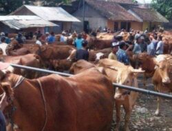 Jelang Idul Adha 2025, Banyuwangi Surplus Hewan Kurban – Tribunjatim.com
