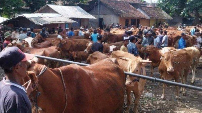 jelang-idul-adha-2025,-banyuwangi-surplus-hewan-kurban-–-tribunjatim.com