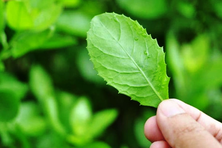 ketahui-manfaat-daun-beluntas-dan-cara-baik-mengonsumsinya-–-times-banyuwangi