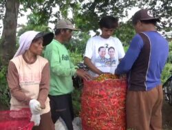 Panen Raya Cabe di Sidowangi Tak Seindah Harapan, Harga Anjlok Bikin Petani Merugi