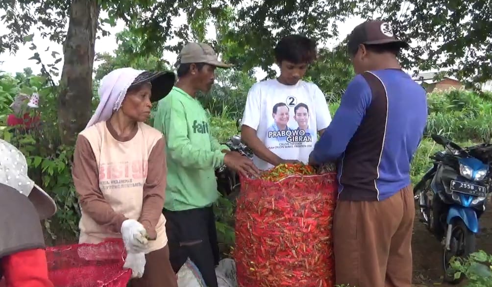 panen-raya-cabe-di-sidowangi-tak-seindah-harapan,-harga-anjlok-bikin-petani-merugi