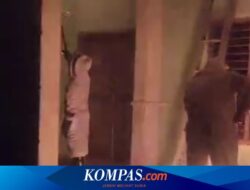 Dikenal Ganas, Sarang Tawon Vespa Dievakuasi Damkar dari Gedung SD di Banyuwangi