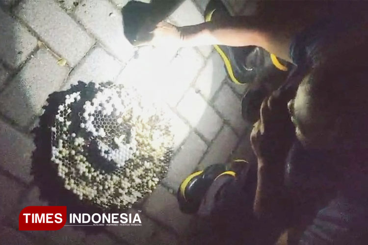 bisa-mengancam-peserta-bec,-sarang-tawon-vespa-dievakuasi-–-times-banyuwangi