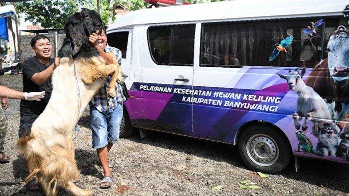 jelang-idul-adha-2025,-dinas-pertanian-sisir-lapak-hewan-kurban-di-banyuwangi-–-tribunjatim.com
