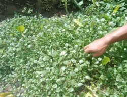 Sejarah Selada Air dan Khasiatnya