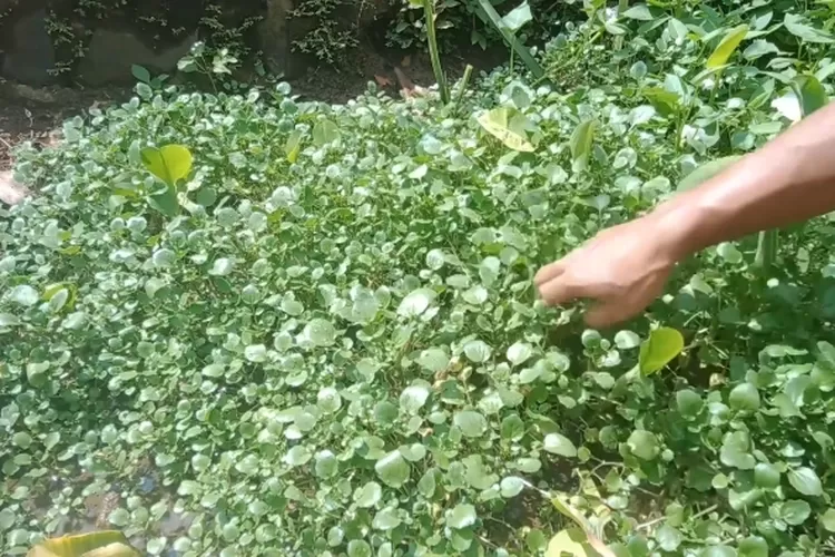 sejarah-selada-air-dan-khasiatnya