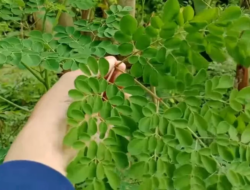 Menelusuri Sejarah Daun Kelor! Tanaman Ajaib dari Timur