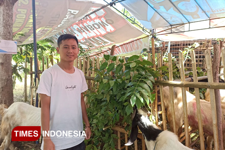 bersertifikat,-pedagang-hewan-kurban-di-banyuwangi-pede-jajakan-dagangan-–-times-banyuwangi