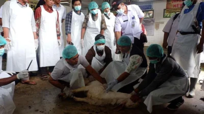 jelang-hari-raya-idul-adha,-banyuwangi-siapkan-250-juru-sembelih-halal