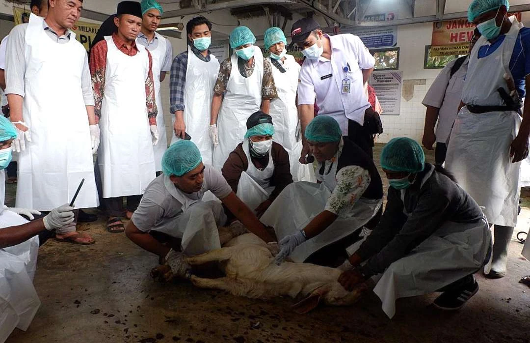 jelang-hari-raya-idul-adha,-banyuwangi-siapkan-250-juru-sembelih-halal