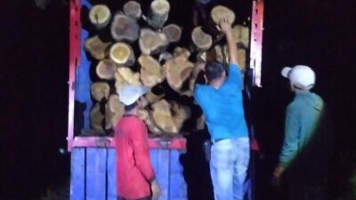 petugas-gabungan-amankan-puluhan-glondong-kayu-jati-diduga-ilegal