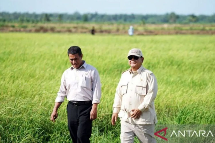 cadangan-beras-ri-tembus-4-juta-ton,-sejarah-baru-di-era-presiden-prabowo-–-times-banyuwangi