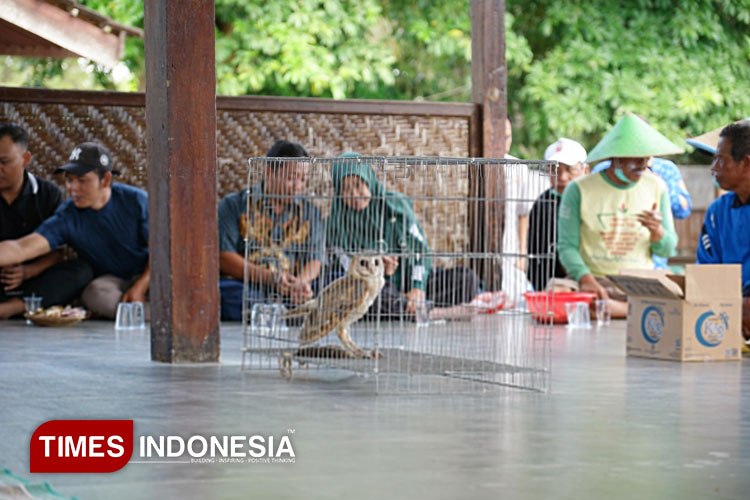 senjata-alami-hama-tikus,-dispertan-banyuwangi-lepaskan-421-burung-hantu-–-times-banyuwangi