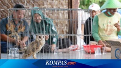 hama-tikus-mengancam,-421-burung-hantu-disebar-di-banyuwangi