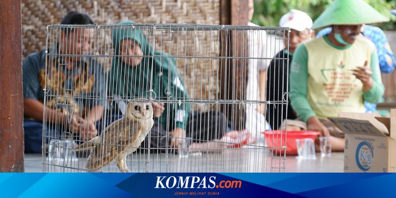 hama-tikus-mengancam,-421-burung-hantu-disebar-di-banyuwangi
