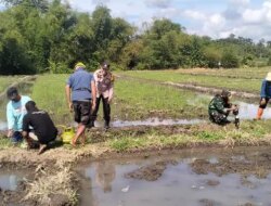 Petani dan Tiga Pilar Berburu Tikus di Sawah
