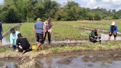 petani-dan-tiga-pilar-berburu-tikus-di-sawah