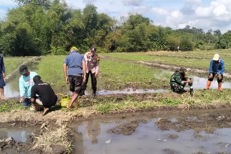 petani-dan-tiga-pilar-berburu-tikus-di-sawah