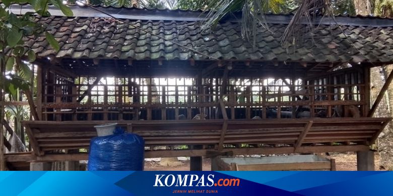 pencurian-kambing-di-banyuwangi-kian-marak-jelang-idul-adha