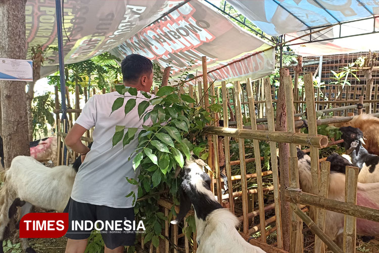 idul-adha-2025-bertepatan-spmb,-penjualan-hewan-kurban-di-banyuwangi-lesu-–-times-banyuwangi