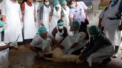 250-juleha-profesional-di-banyuwangi-siap-bertugas-pada-idul-adha-2025-–-times-banyuwangi