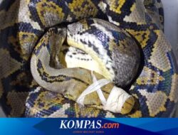 Piton 4 Meter di Balik Batu Kejutkan Pemancing di Pantai Muncar Banyuwangi