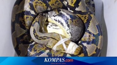 piton-4-meter-di-balik-batu-kejutkan-pemancing-di-pantai-muncar-banyuwangi
