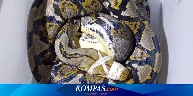 piton-4-meter-di-balik-batu-kejutkan-pemancing-di-pantai-muncar-banyuwangi