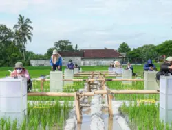 Banyuwangi Kembangkan Beras Biofortifikasi, Kaya Vitamin, Zat Besi Hingga Zinc