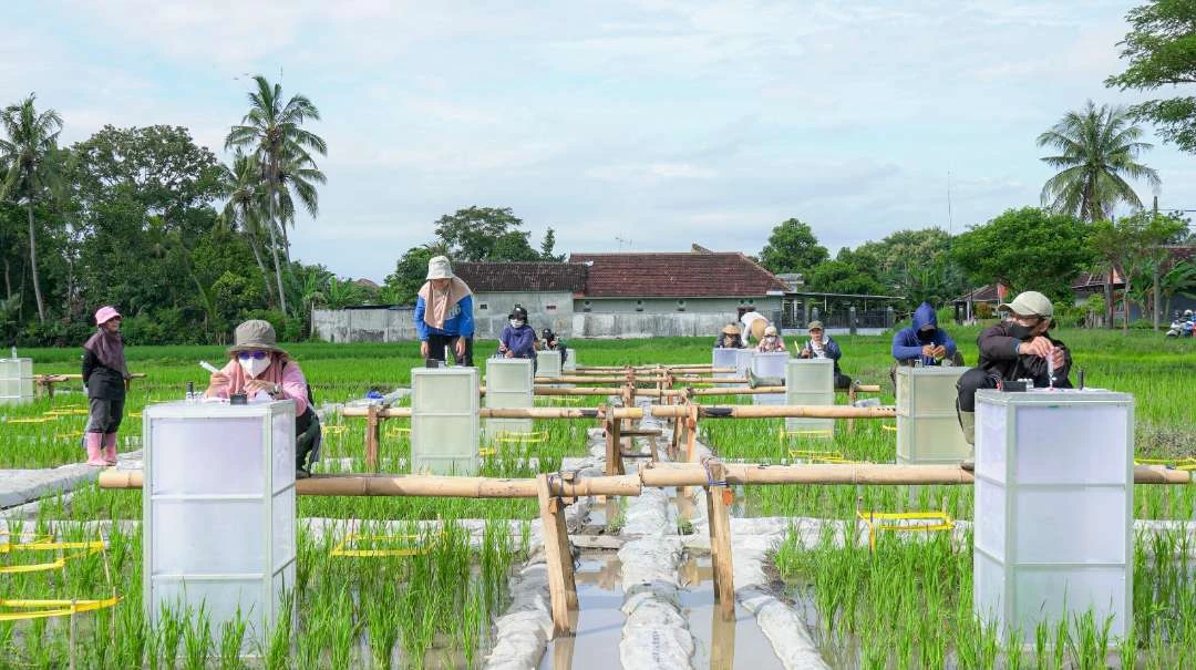 banyuwangi-kembangkan-beras-biofortifikasi,-kaya-vitamin,-zat-besi-hingga-zinc