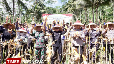 perkuat-swasembada-pangan,-banyuwangi-panen-raya-jagung-kuartal-ii-–-times-banyuwangi