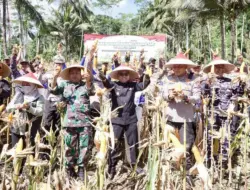 Dukung Swasembada Pangan, Banyuwangi Panen Raya Jagung