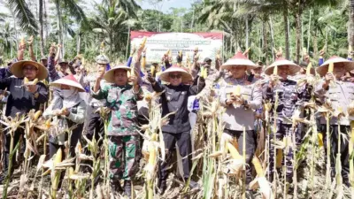 dukung-swasembada-pangan,-banyuwangi-panen-raya-jagung