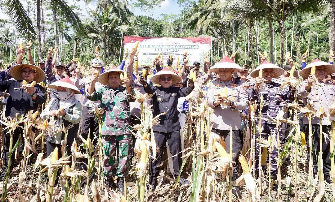 dukung-swasembada-pangan,-banyuwangi-panen-raya-jagung