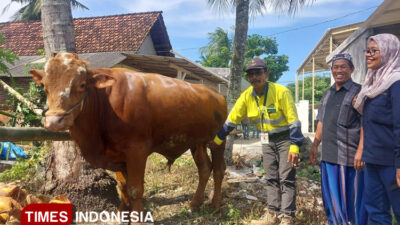 idul-adha-2025,-tambang-emas-pt-bsi-bagikan-67-ekor-hewan-kurban-–-times-banyuwangi