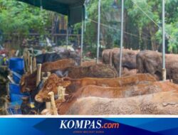 3 Sapi “Gemoy” Presiden Prabowo Diterima Ponpes di Banyuwangi