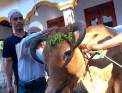 Di Banyuwangi Ada Tradisi Rias Sapi Kurban Sebelum Disembelih