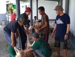 Takmir Masjid Nurul Hidayah Sembelih Belasan Hewan Kurban