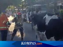 Sapi Kabur Saat Akan Disembelih, Kejar-kejaran dengan Petugas Damkar Banyuwangi