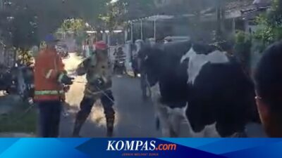 sapi-kabur-saat-akan-disembelih,-kejar-kejaran-dengan-petugas-damkar-banyuwangi