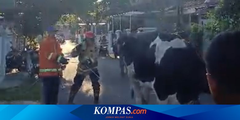 sapi-kabur-saat-akan-disembelih,-kejar-kejaran-dengan-petugas-damkar-banyuwangi