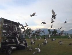 Sebanyak 800 Merpati Pos Dilepas dari Banyuwangi Menuju Ponorogo, Final Zig Zag Suromenggolo Sukses Curi Perhatian Warga