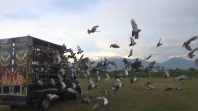 sebanyak-800-merpati-pos-dilepas-dari-banyuwangi-menuju-ponorogo,-final-zig-zag-suromenggolo-sukses-curi-perhatian-warga