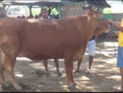 Harga Sapi Masih Melambung di Pasar Bajulmati Banyuwangi Usai Idul Adha